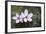 Portland Cherry Blossom 2-Erin Berzel-Framed Photographic Print