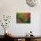 Portland Japanese Garden in Autumn, Portland, Oregon, USA-Michel Hersen-Photographic Print displayed on a wall