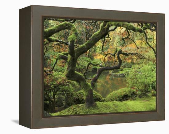 Portland Japanese Garden in Early Autumn: Portland Japanese Garden, Portland, Oregon, USA-Michel Hersen-Framed Premier Image Canvas