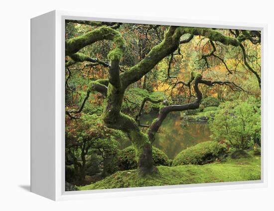 Portland Japanese Garden in Early Autumn: Portland Japanese Garden, Portland, Oregon, USA-Michel Hersen-Framed Premier Image Canvas