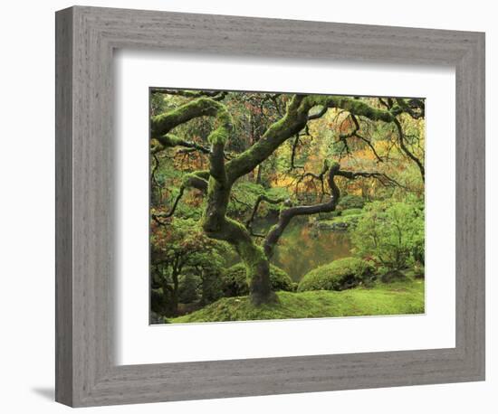 Portland Japanese Garden in Early Autumn: Portland Japanese Garden, Portland, Oregon, USA-Michel Hersen-Framed Photographic Print