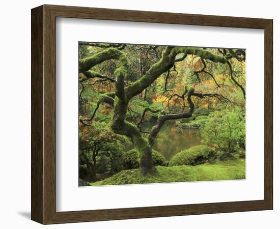 Portland Japanese Garden in Early Autumn: Portland Japanese Garden, Portland, Oregon, USA-Michel Hersen-Framed Photographic Print