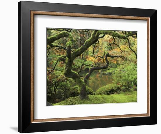 Portland Japanese Garden in Early Autumn: Portland Japanese Garden, Portland, Oregon, USA-Michel Hersen-Framed Photographic Print