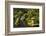 Portland Japanese Garden in Spring, Portland, Oregon, USA-Michel Hersen-Framed Photographic Print