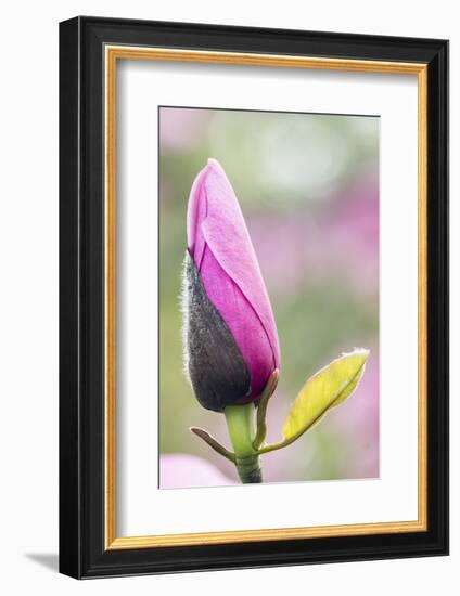 Portland Japanese Garden, Oregon.-William Sutton-Framed Photographic Print