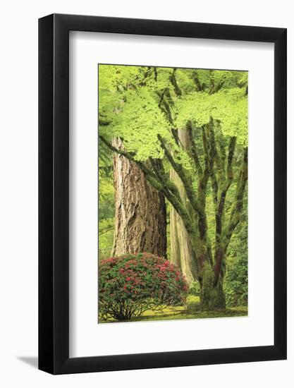 Portland Japanese Garden, Oregon.-William Sutton-Framed Photographic Print