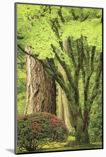 Portland Japanese Garden, Oregon.-William Sutton-Mounted Photographic Print