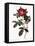 Portland Rose-Pierre Joseph Redoute-Framed Premier Image Canvas