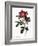 Portland Rose-Pierre Joseph Redoute-Framed Giclee Print