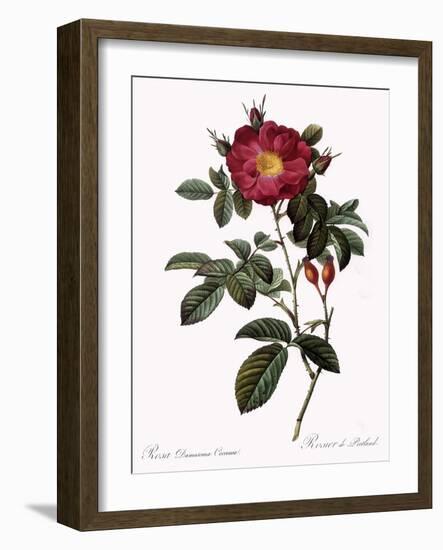 Portland Rose-Pierre Joseph Redoute-Framed Giclee Print