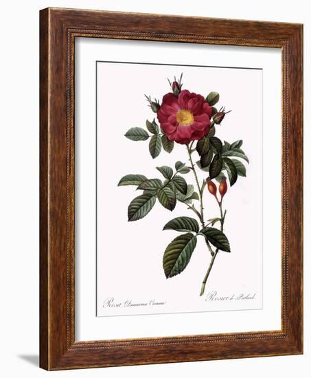 Portland Rose-Pierre Joseph Redoute-Framed Giclee Print