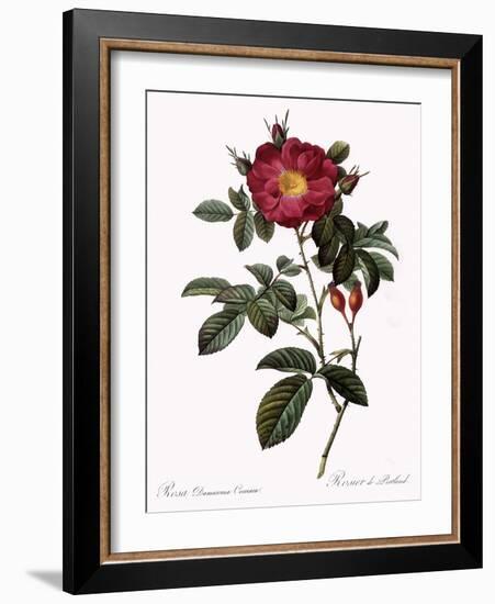 Portland Rose-Pierre Joseph Redoute-Framed Giclee Print