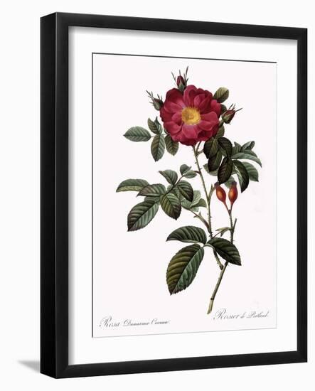 Portland Rose-Pierre Joseph Redoute-Framed Giclee Print