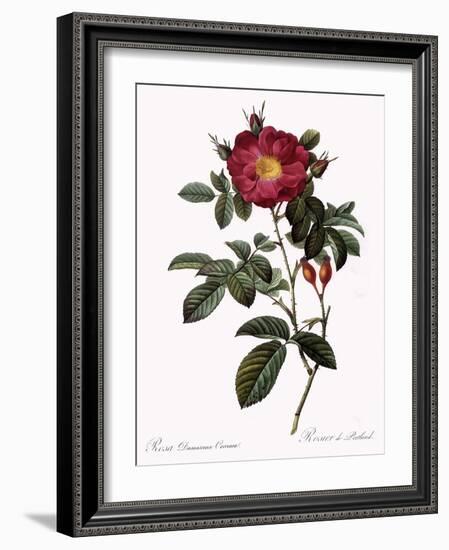 Portland Rose-Pierre Joseph Redoute-Framed Giclee Print