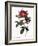 Portland Rose-Pierre Joseph Redoute-Framed Giclee Print