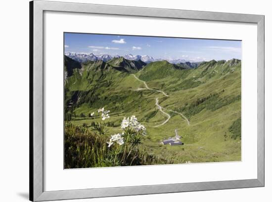 Portler Alp, Furkajoch, Mountains, Flower-Jurgen Ulmer-Framed Photographic Print