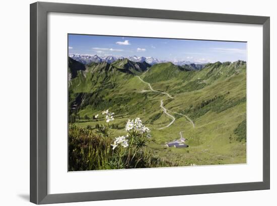 Portler Alp, Furkajoch, Mountains, Flower-Jurgen Ulmer-Framed Photographic Print