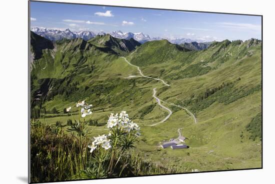 Portler Alp, Furkajoch, Mountains, Flower-Jurgen Ulmer-Mounted Photographic Print