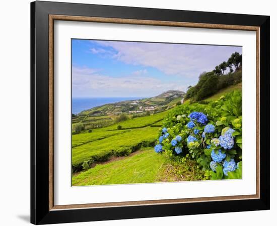 Porto Formoso tea fields, Sao Miguel Island, Azores, Portugal, Atlantic, Europe-Karol Kozlowski-Framed Photographic Print