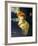 Portrait de Femme after Toulouse-Lautrec-Laurent Salinas-Framed Collectable Print