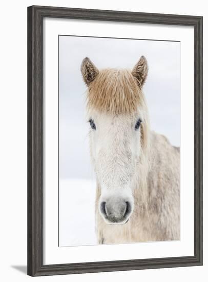 Portrait Icelandic Horse, Iceland-Arctic-Images-Framed Photographic Print