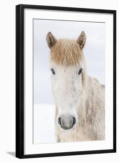Portrait Icelandic Horse, Iceland-Arctic-Images-Framed Photographic Print