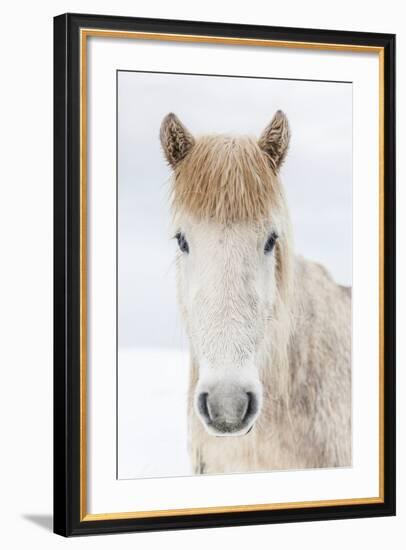 Portrait Icelandic Horse, Iceland-Arctic-Images-Framed Photographic Print