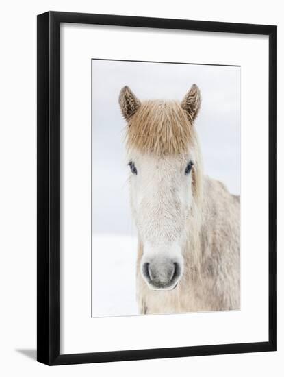 Portrait Icelandic Horse, Iceland-Arctic-Images-Framed Photographic Print