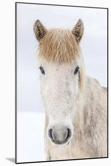 Portrait Icelandic Horse, Iceland-Arctic-Images-Mounted Photographic Print