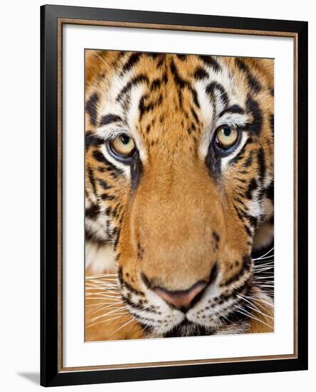 Portrait, Indochinese Tiger or Corbett's Tiger (Panthera Tigris Corbetti), Thailand-Peter Adams-Framed Photographic Print