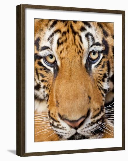 Portrait, Indochinese Tiger or Corbett's Tiger (Panthera Tigris Corbetti), Thailand-Peter Adams-Framed Photographic Print