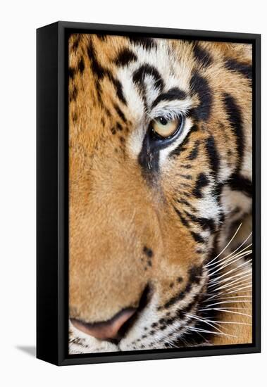 Portrait, Indochinese Tiger or Corbett's Tiger, Thailand-Peter Adams-Framed Premier Image Canvas