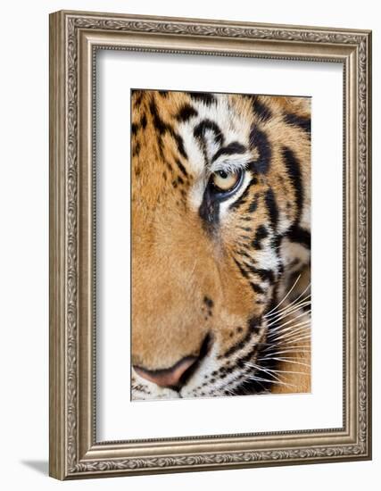 Portrait, Indochinese Tiger or Corbett's Tiger, Thailand-Peter Adams-Framed Photographic Print