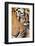 Portrait, Indochinese Tiger or Corbett's Tiger, Thailand-Peter Adams-Framed Photographic Print