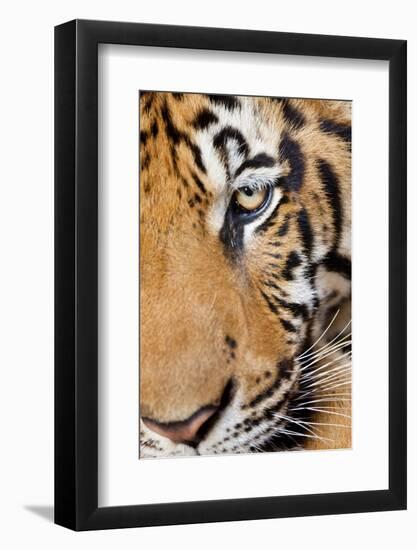 Portrait, Indochinese Tiger or Corbett's Tiger, Thailand-Peter Adams-Framed Photographic Print