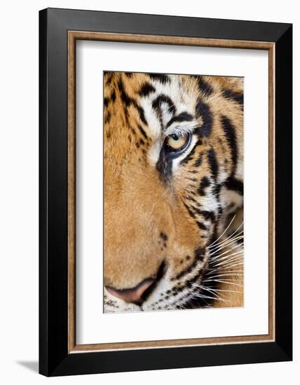 Portrait, Indochinese Tiger or Corbett's Tiger, Thailand-Peter Adams-Framed Photographic Print