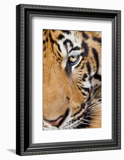 Portrait, Indochinese Tiger or Corbett's Tiger, Thailand-Peter Adams-Framed Photographic Print