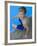 Portrait of 9 Year Old Boy Sitting at the Edge of the Swimming Pool, Kiamesha Lake, New York, USA-Paul Sutton-Framed Photographic Print