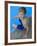 Portrait of 9 Year Old Boy Sitting at the Edge of the Swimming Pool, Kiamesha Lake, New York, USA-Paul Sutton-Framed Photographic Print