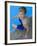 Portrait of 9 Year Old Boy Sitting at the Edge of the Swimming Pool, Kiamesha Lake, New York, USA-Paul Sutton-Framed Photographic Print