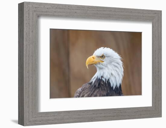 Portrait of a Bald Eagle-JHVEPhoto-Framed Photographic Print