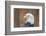 Portrait of a Bald Eagle-JHVEPhoto-Framed Photographic Print