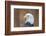 Portrait of a Bald Eagle-JHVEPhoto-Framed Photographic Print