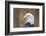 Portrait of a Bald Eagle-JHVEPhoto-Framed Photographic Print