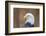 Portrait of a Bald Eagle-JHVEPhoto-Framed Photographic Print