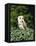 Portrait of a Barn Owl (Tyto Alba)-Philip Craven-Framed Premier Image Canvas