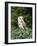 Portrait of a Barn Owl (Tyto Alba)-Philip Craven-Framed Photographic Print