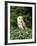 Portrait of a Barn Owl (Tyto Alba)-Philip Craven-Framed Photographic Print