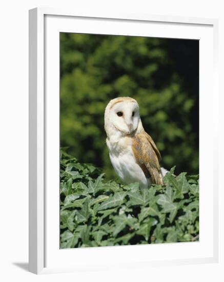 Portrait of a Barn Owl (Tyto Alba)-Philip Craven-Framed Photographic Print