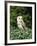 Portrait of a Barn Owl (Tyto Alba)-Philip Craven-Framed Photographic Print